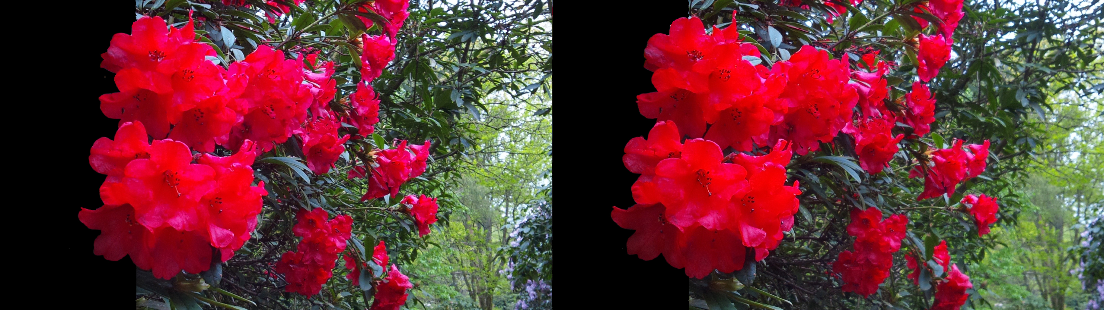 Rhododendrons