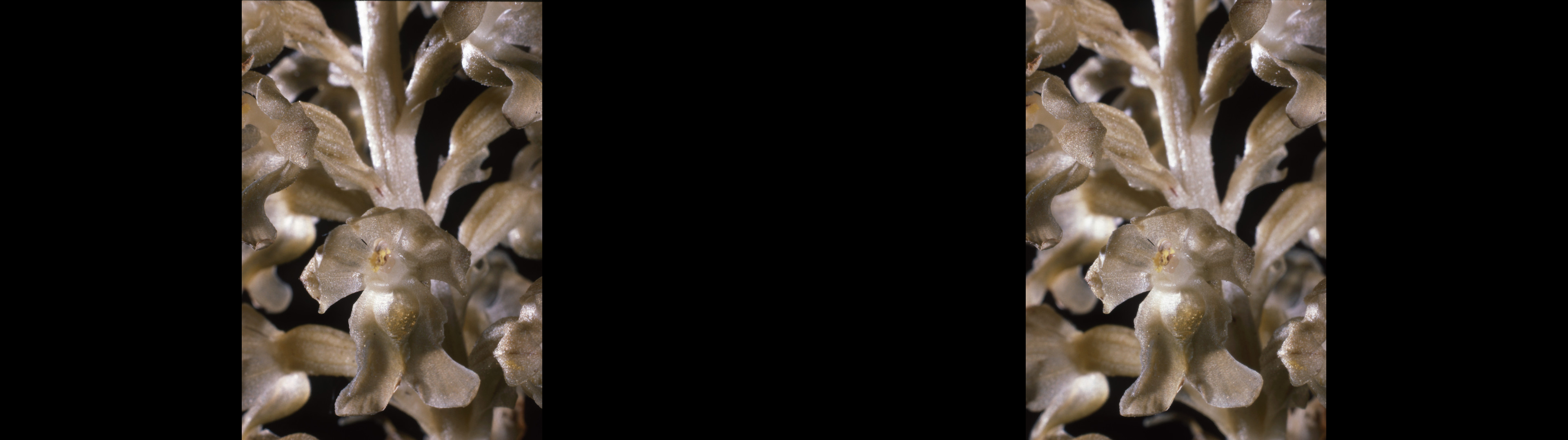 Neottias nidus avis, neottie nid d'oiseau