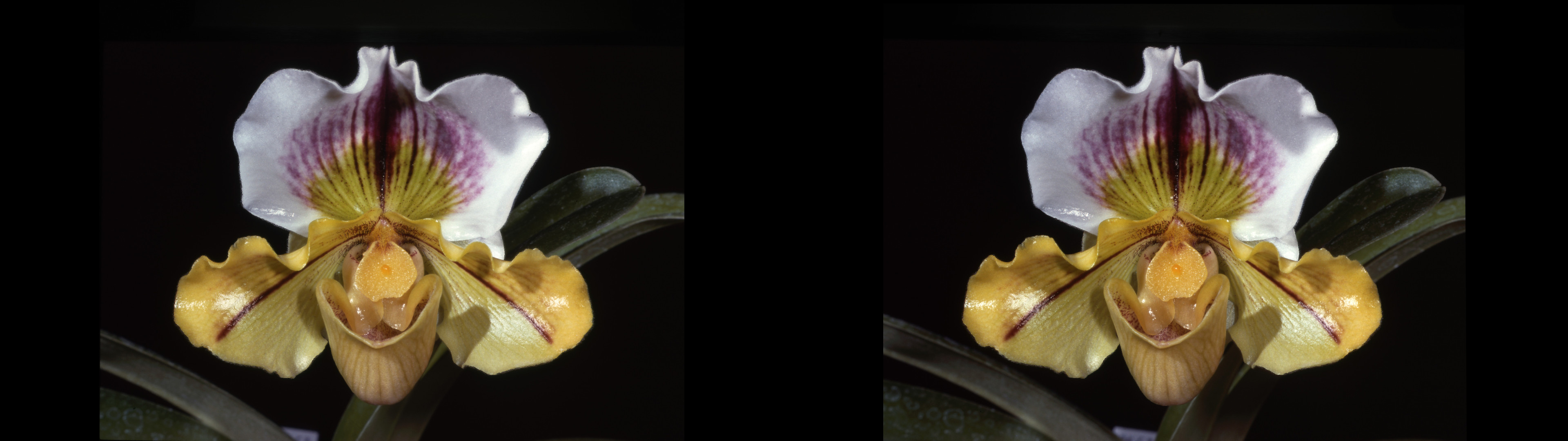 Paphiopedilum hybride