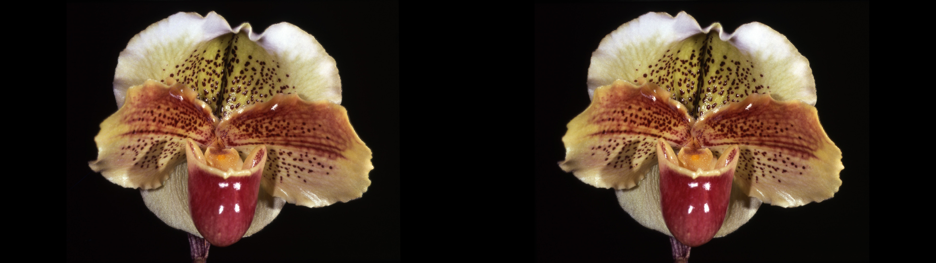 Paphiopedilum hybride