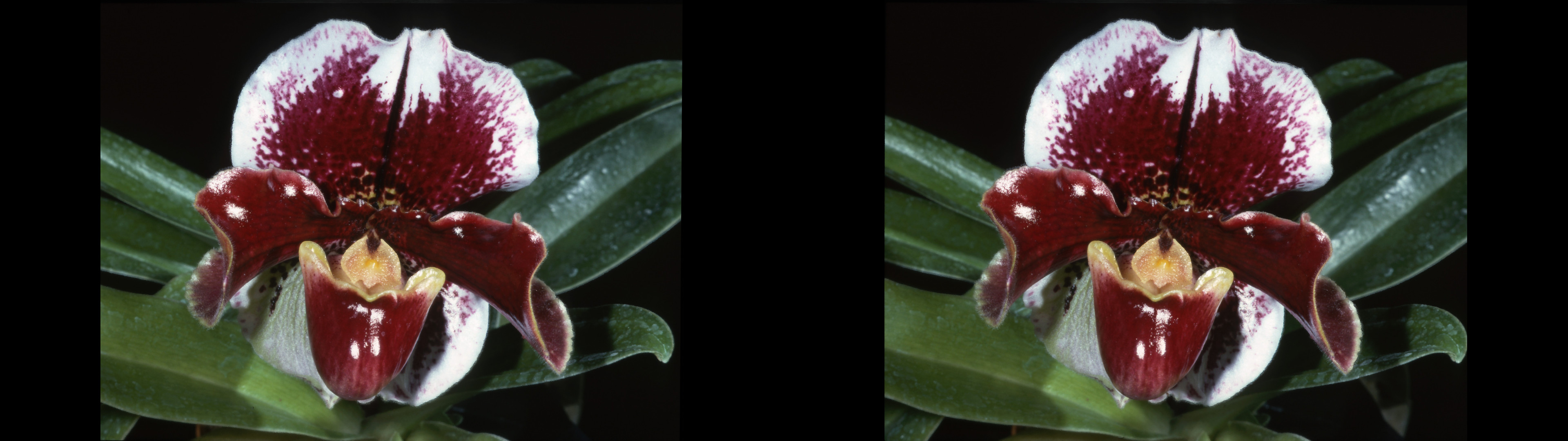Paphiopedilum hybride