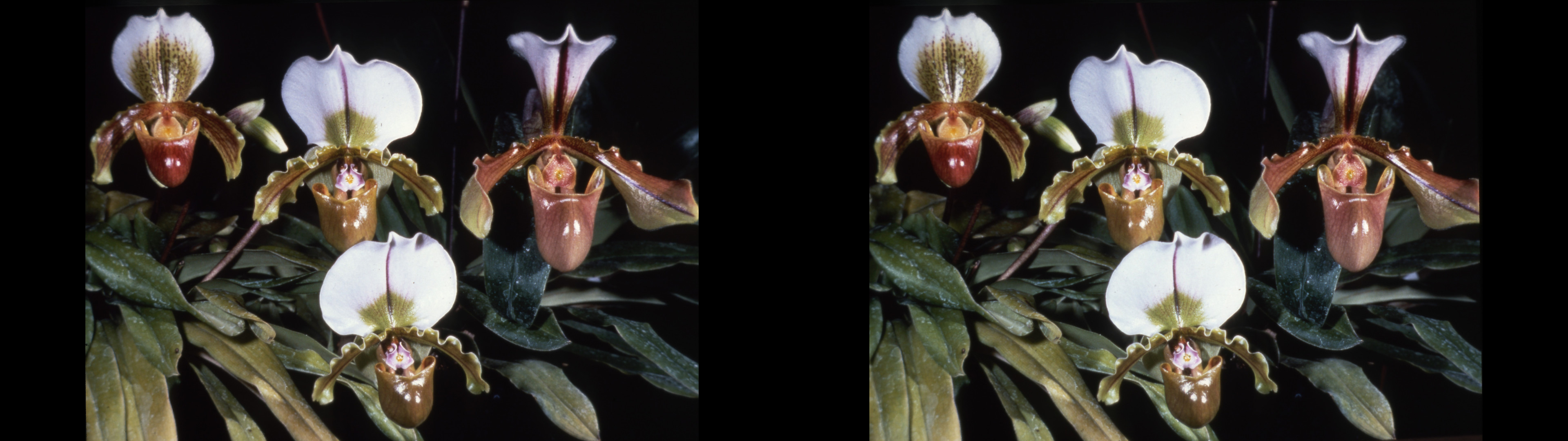 Paphiopedilum bruno entre ses parents