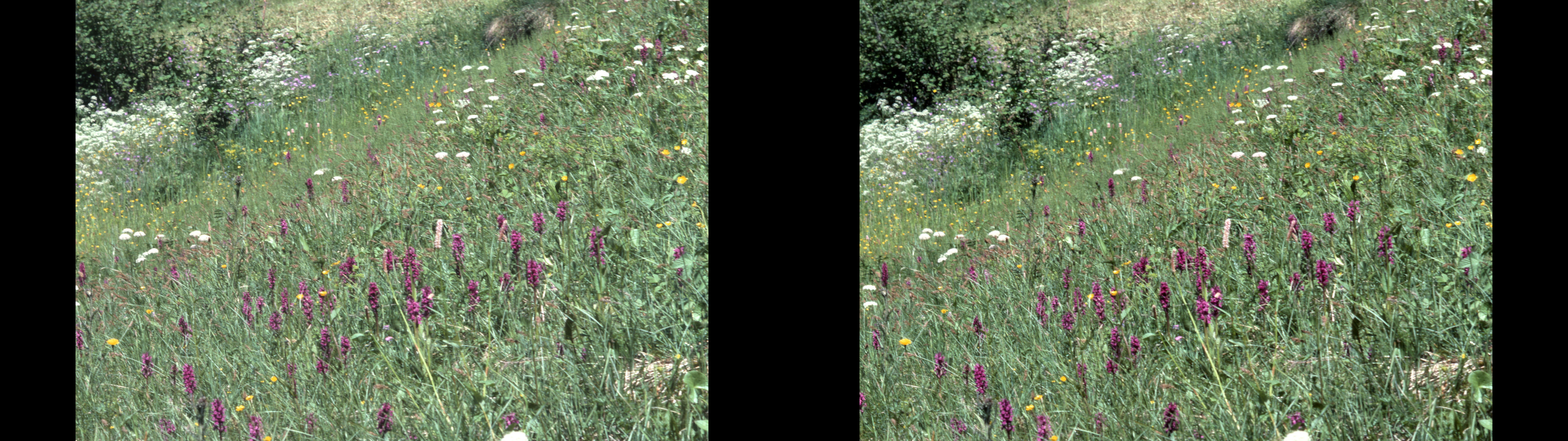 Dactylorchis majalis orchis à larges feuilles en prairie