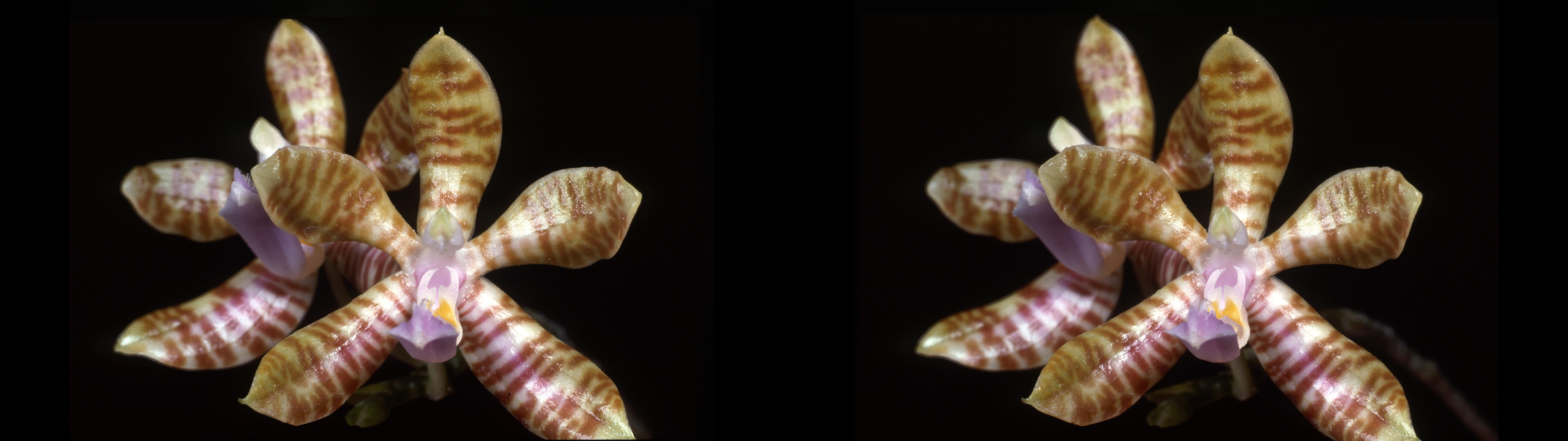 Phalaenopsis fuscata