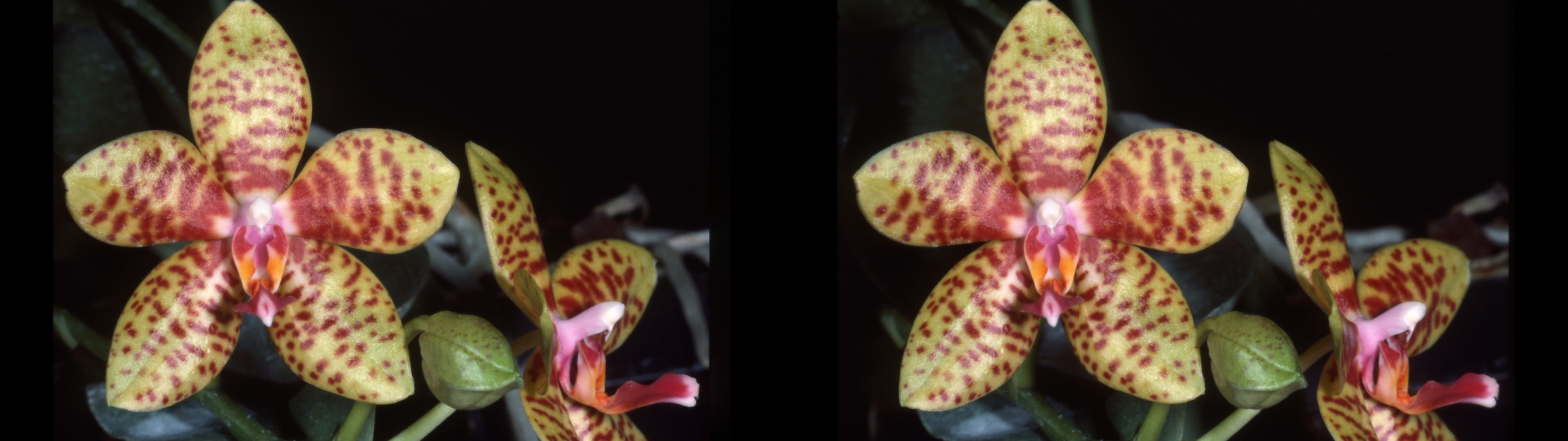 Phalaenopsis véronique bert