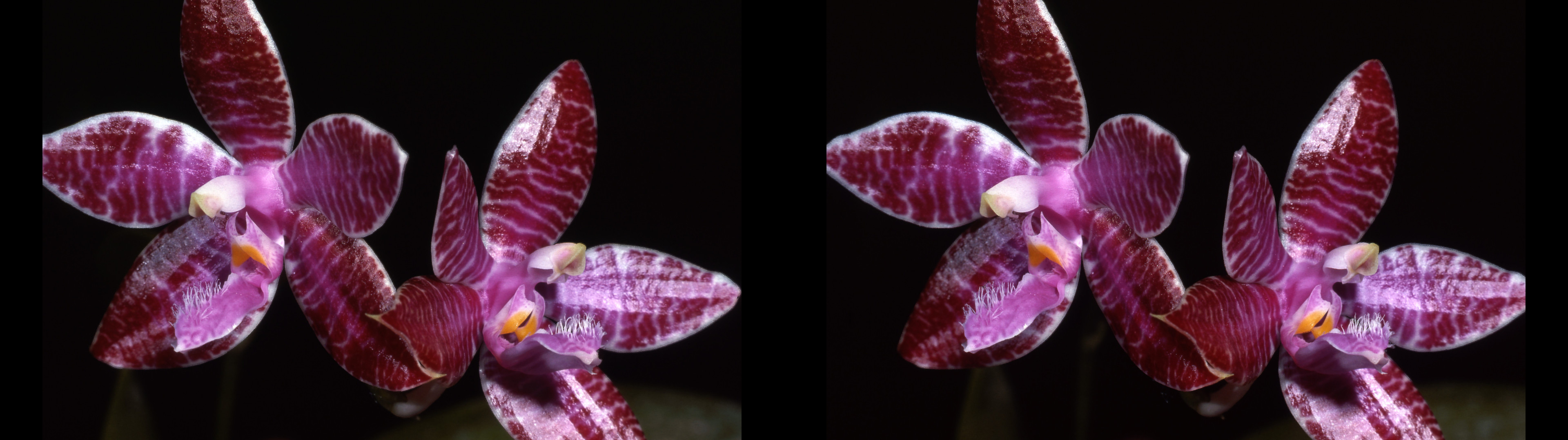 Phalaenopsis lueddemanniana purpurea