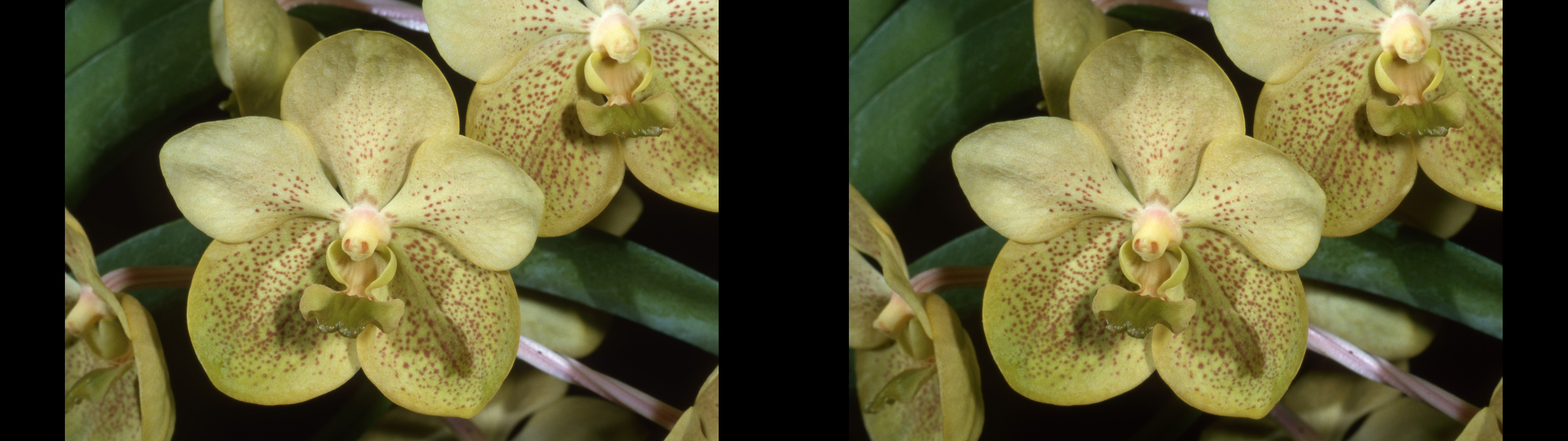 Vanda hybride