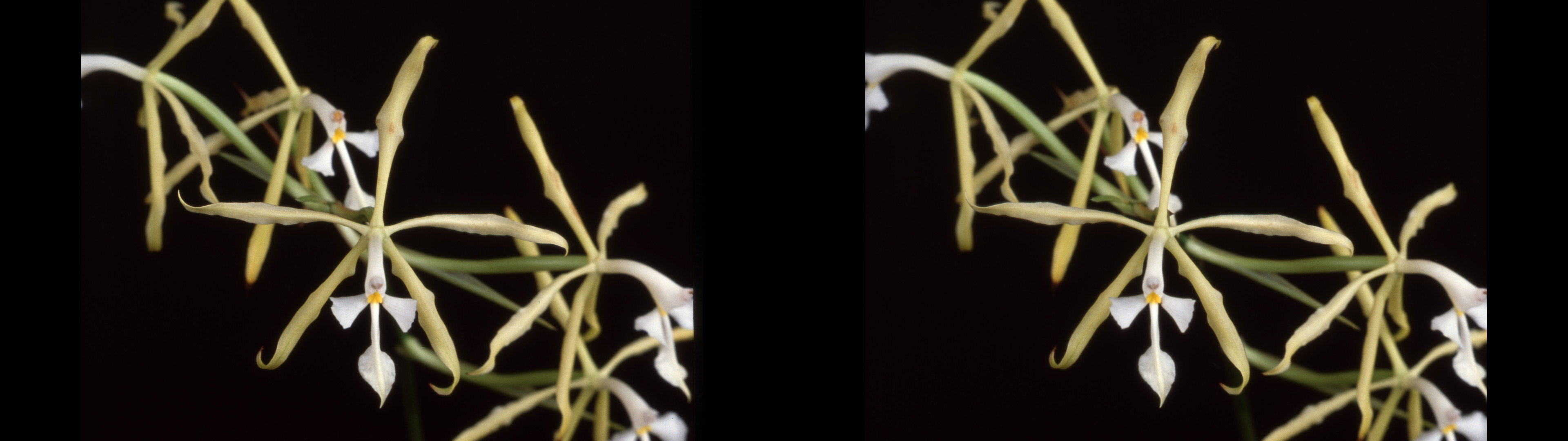 Epidendrum viviparum
