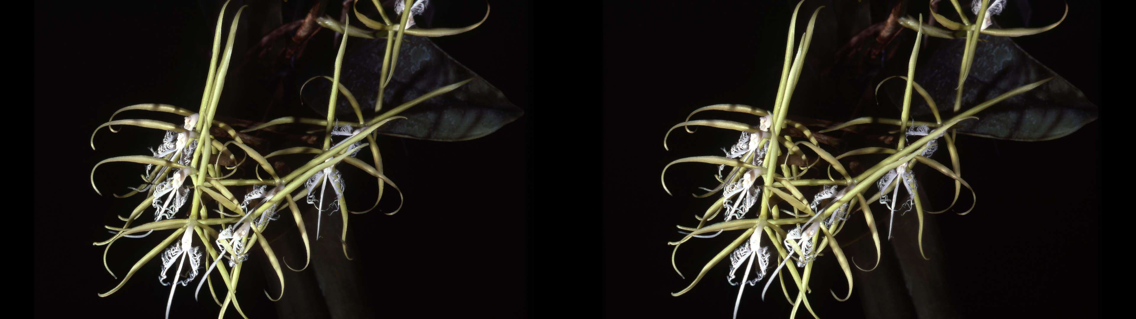 Epidendruin ciliare