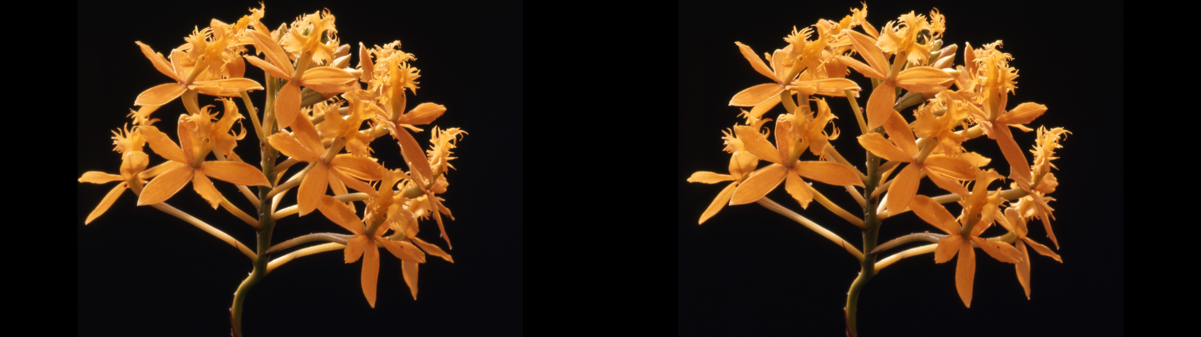 Epidendrum ibaguense (jaune )