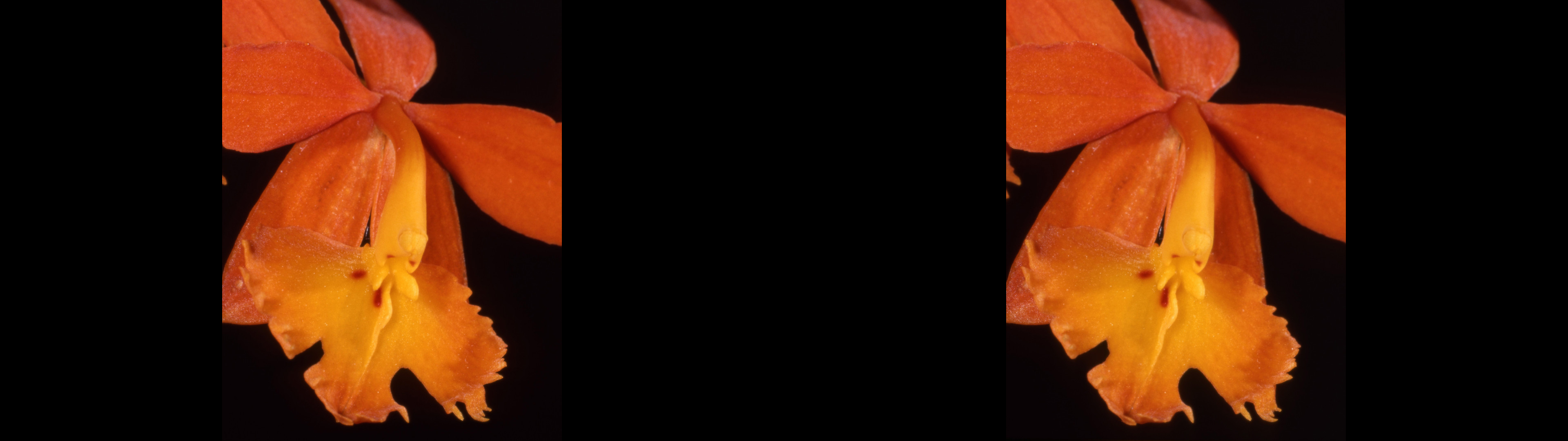 Egidendruni ibaguense (orange )