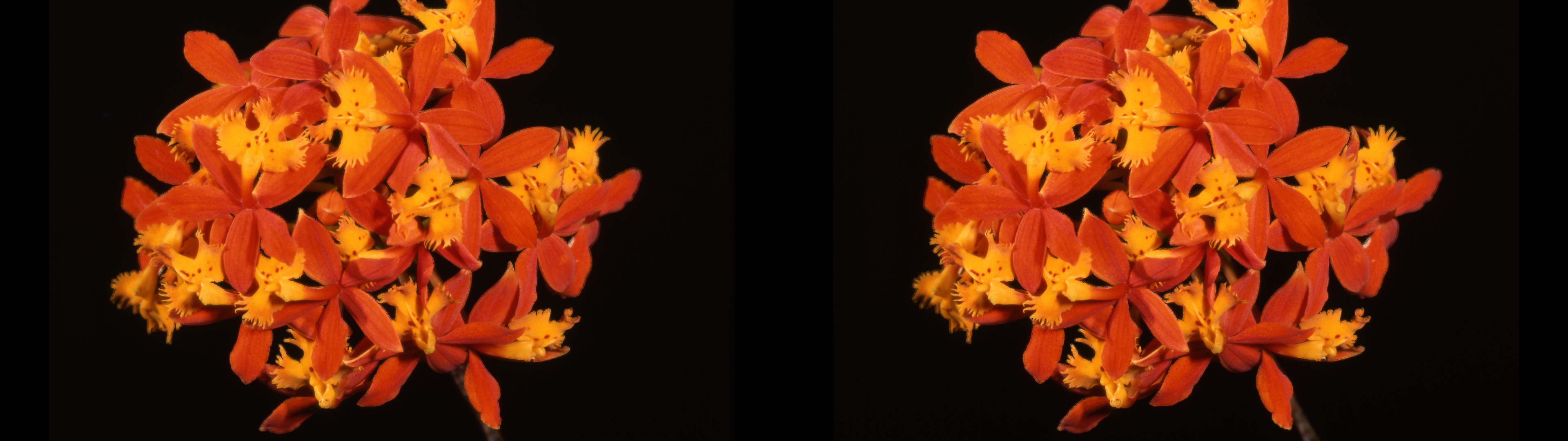 Epidendrum ibaguense