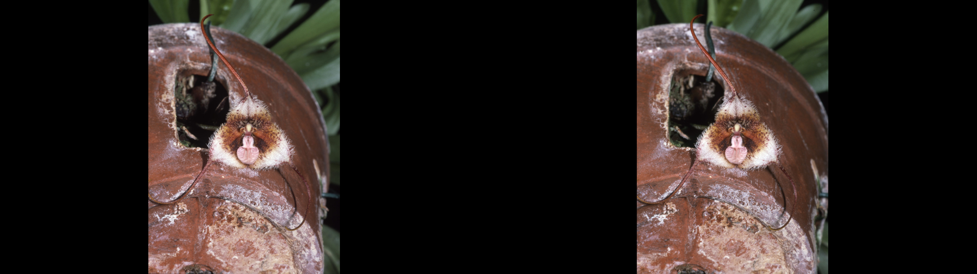 Dracula chimerae