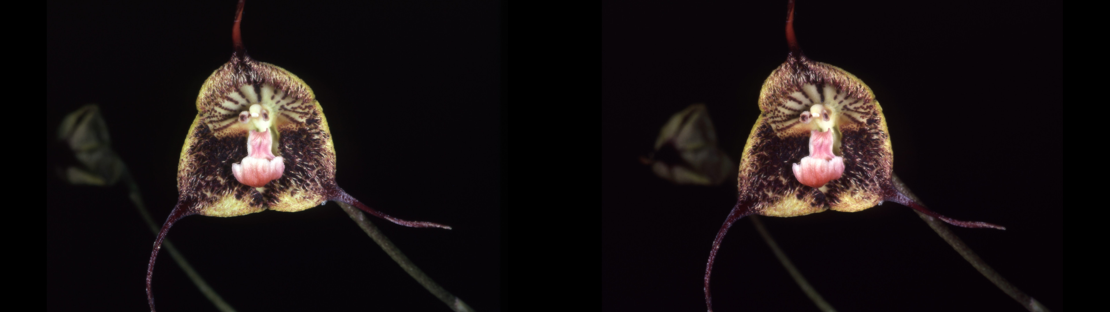Dracula chimerae