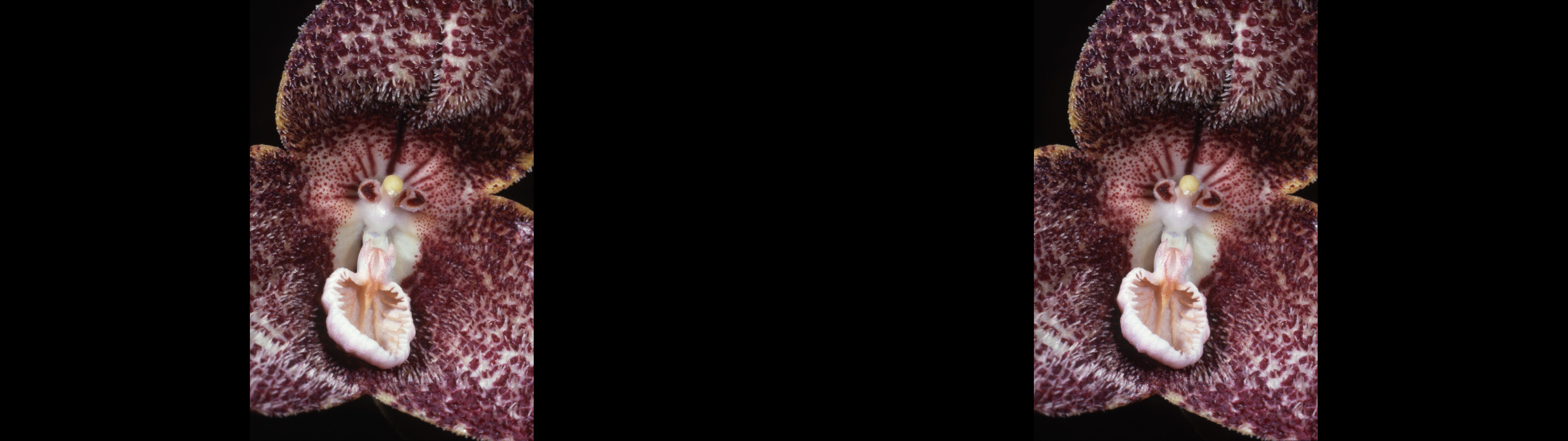 Dracula chimerae