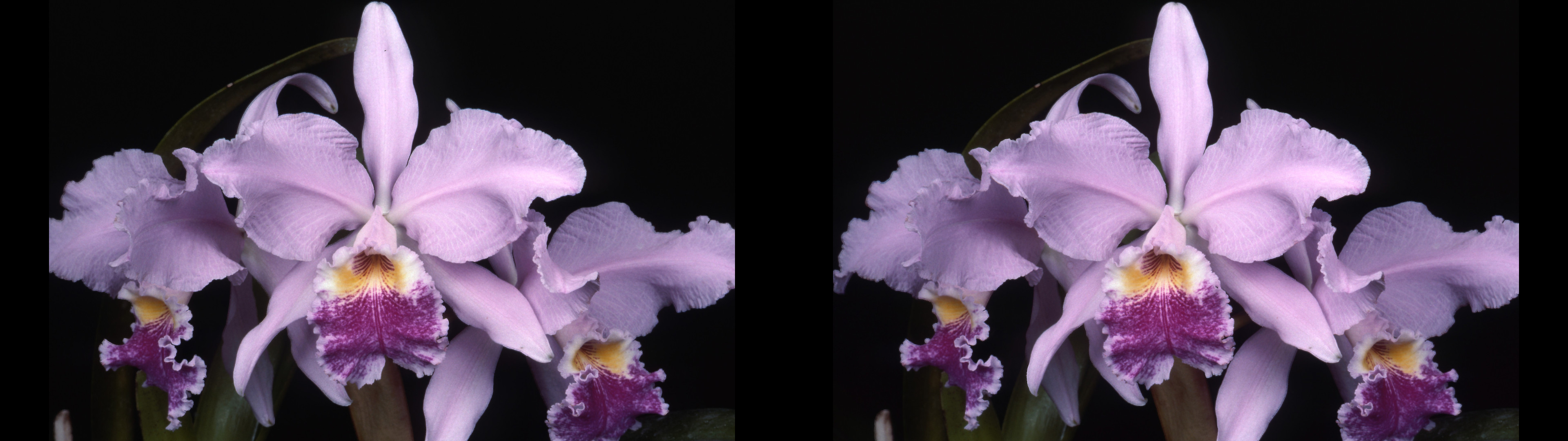 Cattleya enid