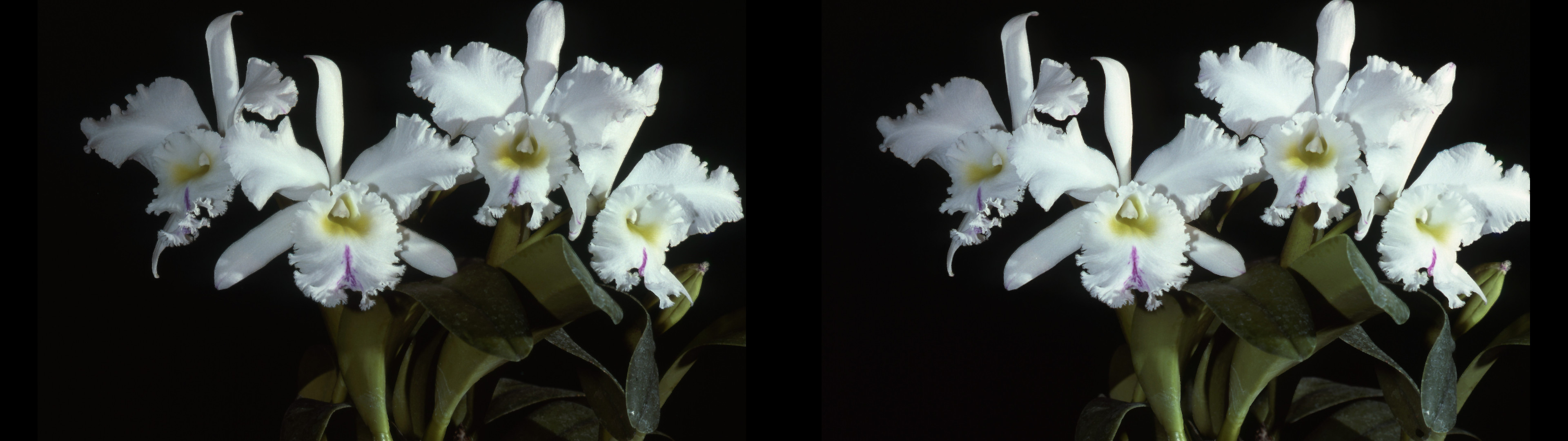 Brassocattleya hybride alba