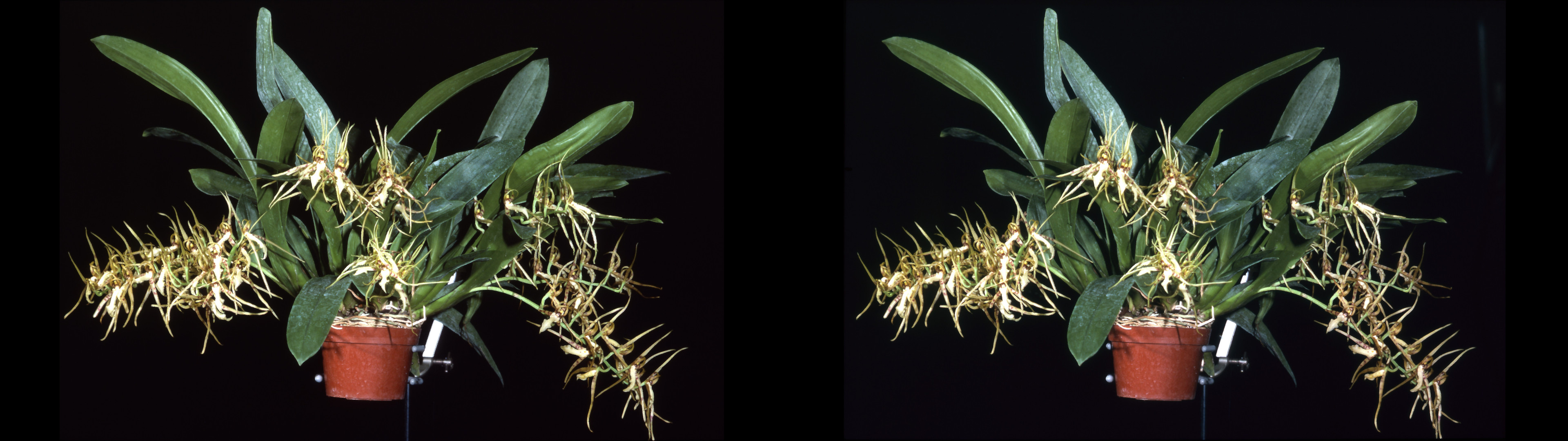 Brassia Ianceana