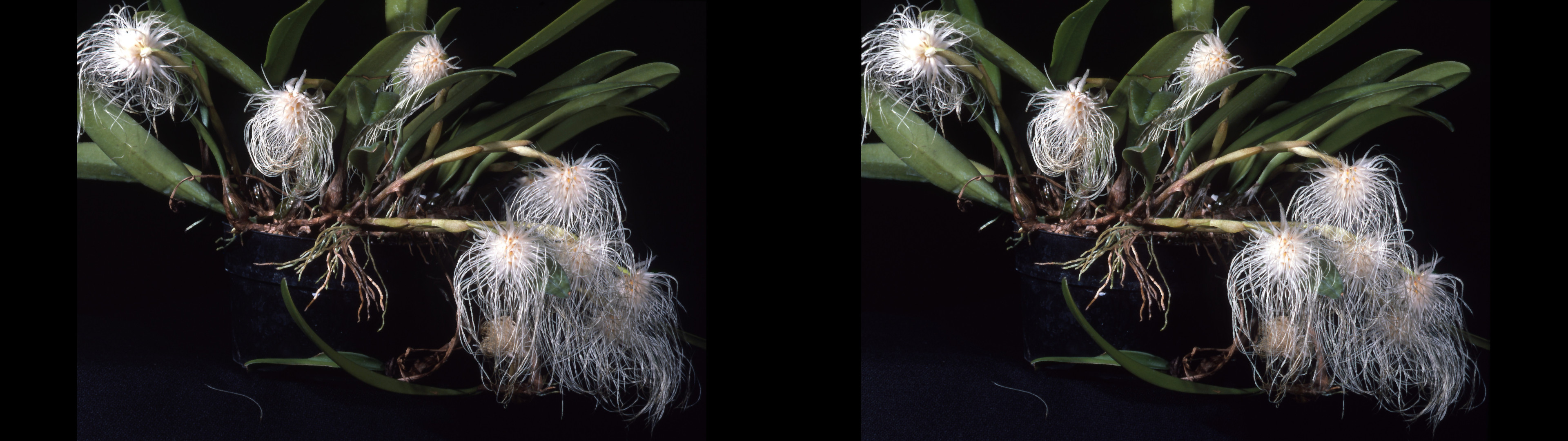 Bulbophyllum medisae