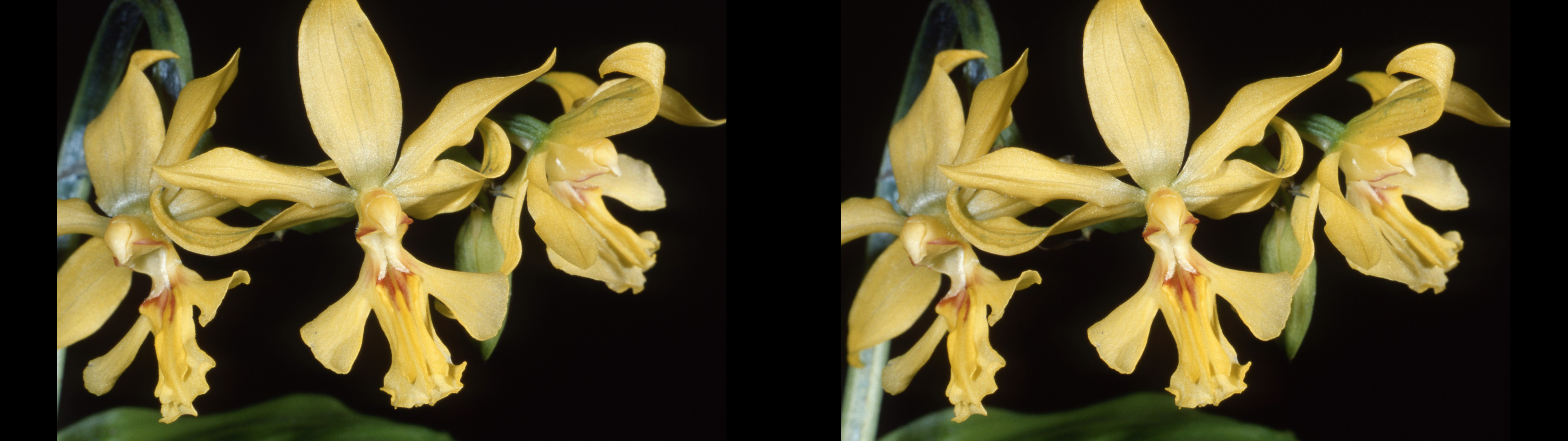 Calanthe striata var.sieboldii