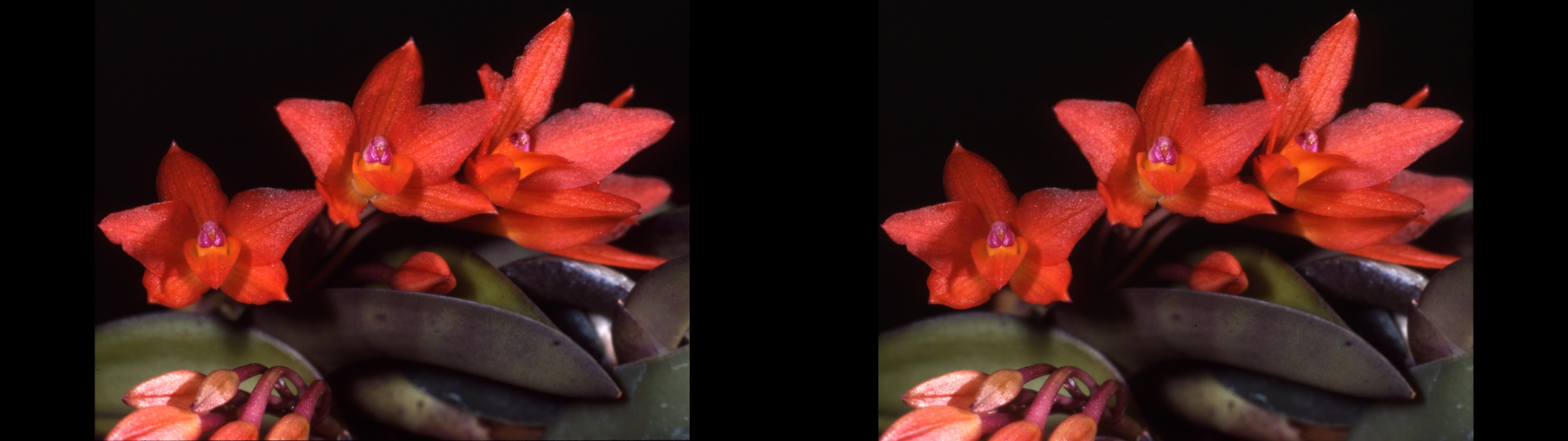 sophronitis rosea
