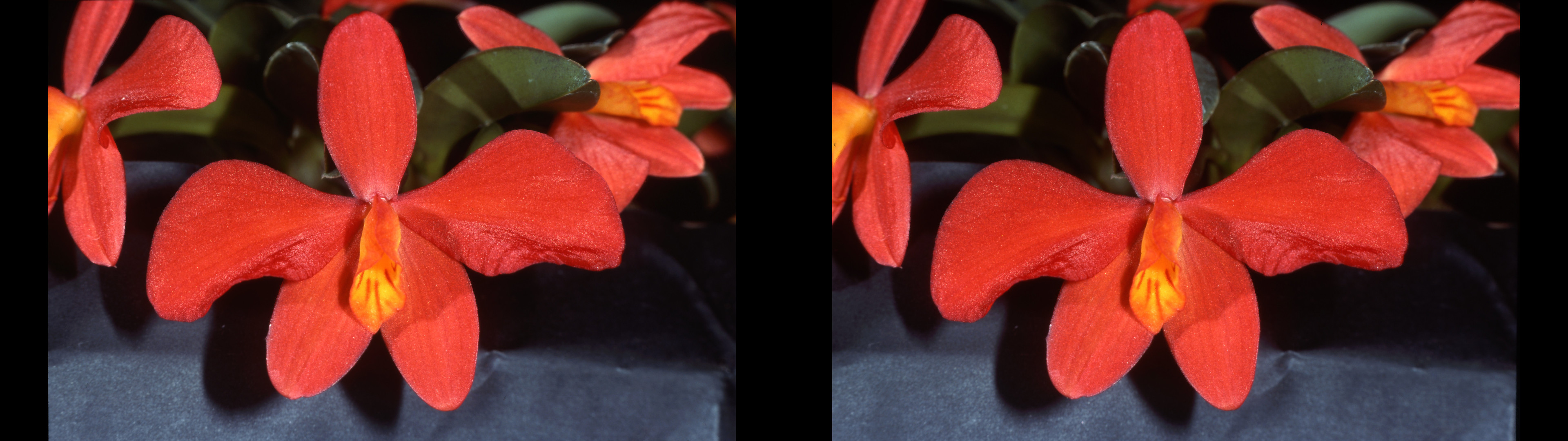 sophronitis grandiflora