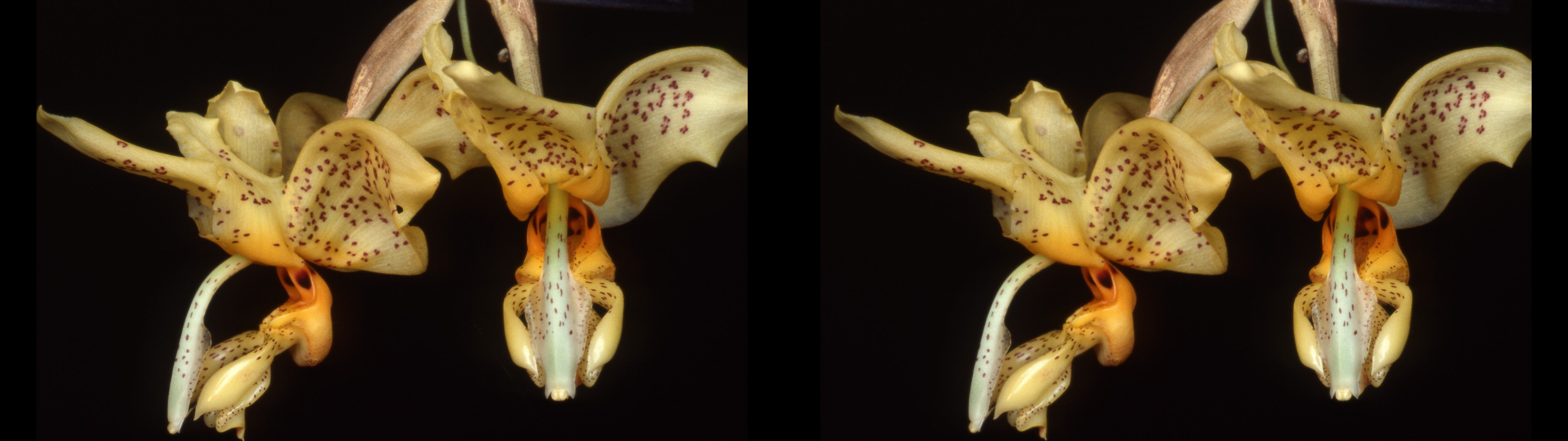 Stanhopea saccata