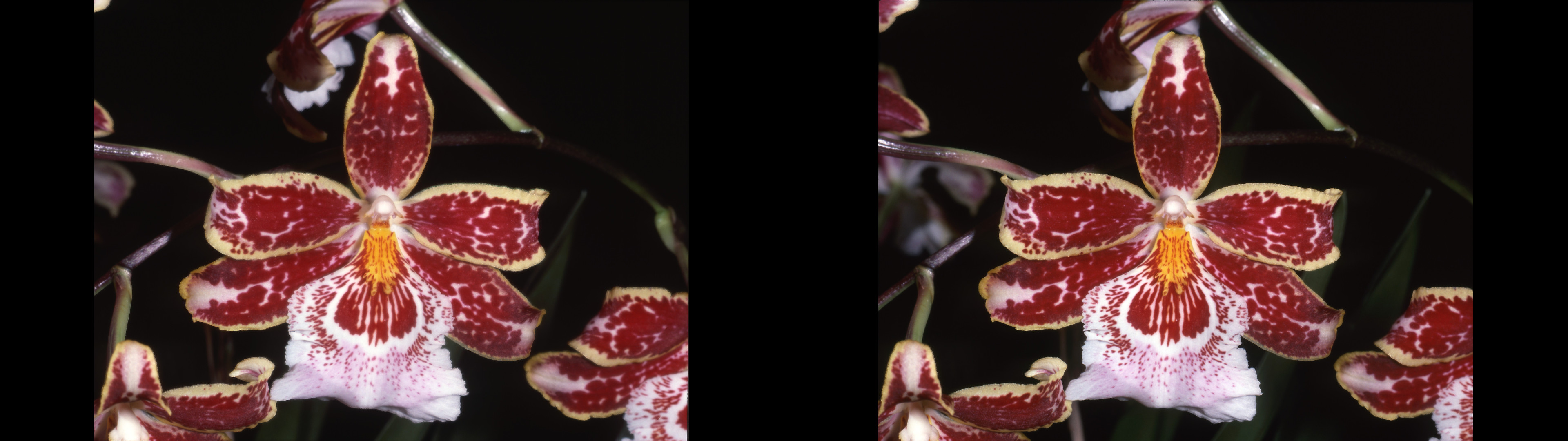 Vuvlstekeara cambria