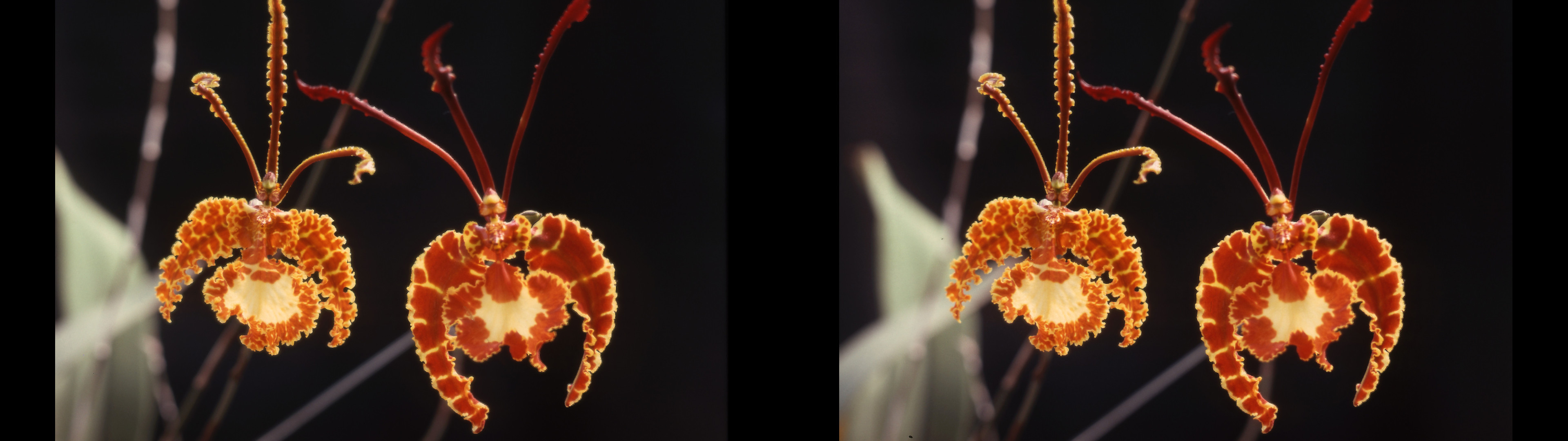 Oncidium kramerianum