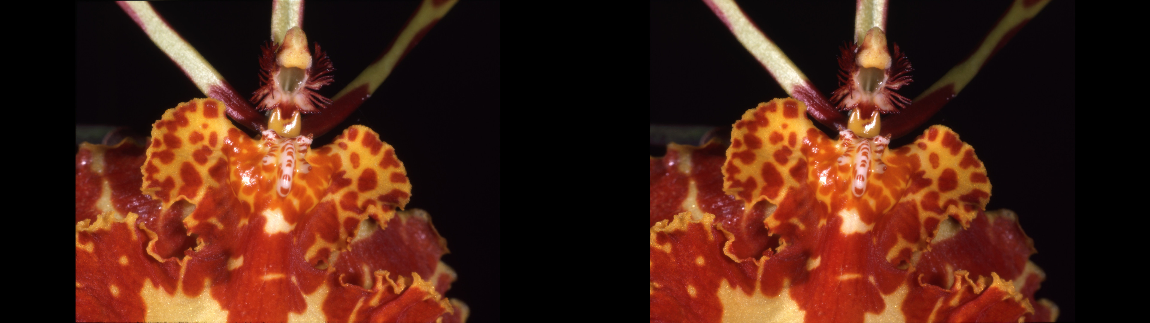 Oncidium sanderae