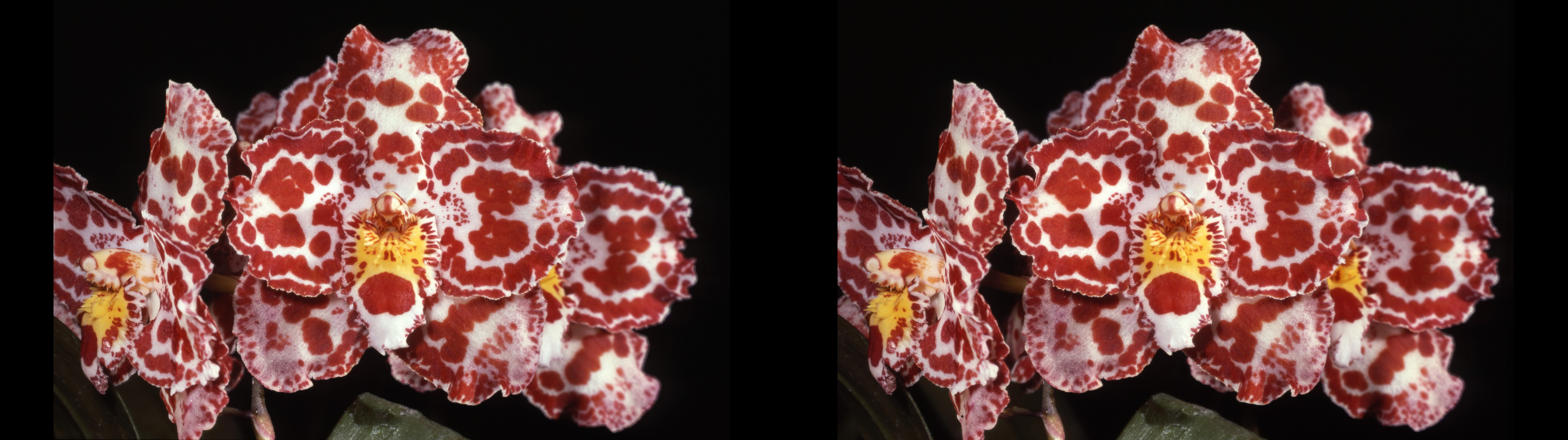 Odontioda pygmalion