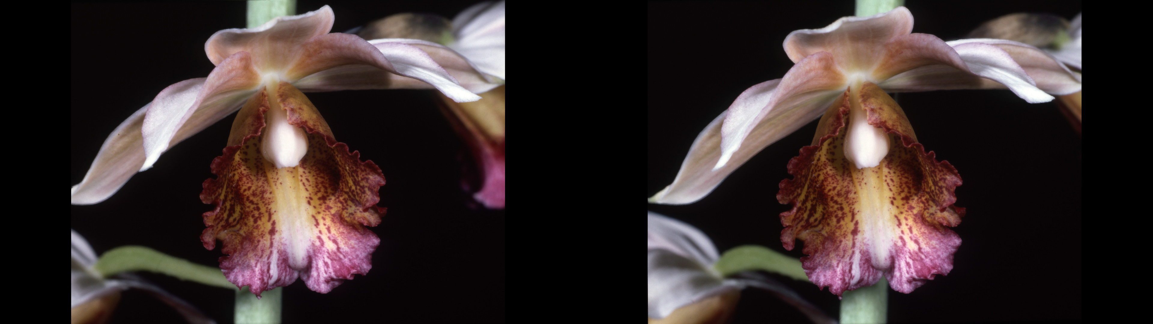 Phaius tuteus x wallickii