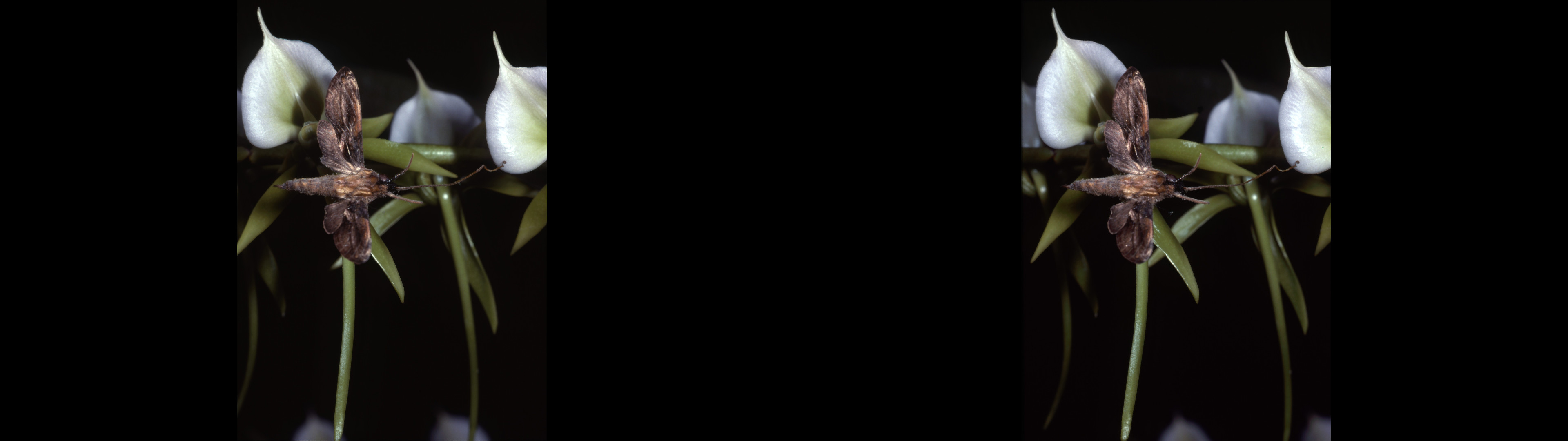 Angraecum eburneum & Orpheus malgasica poliinisateur