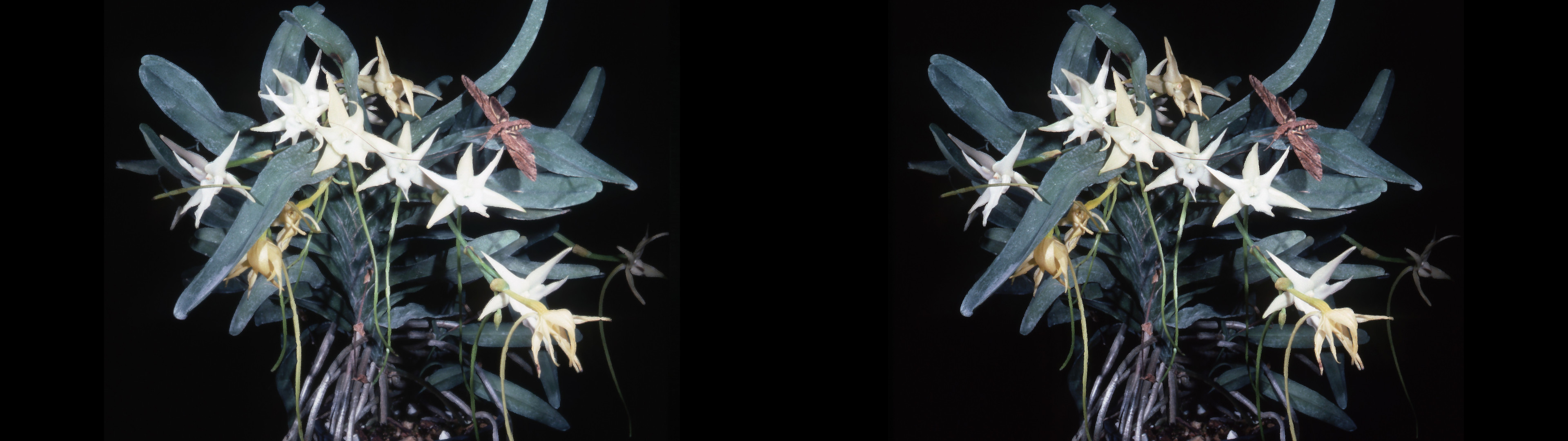 Angraecum sesquipedale d° vue prise au Verascope 40