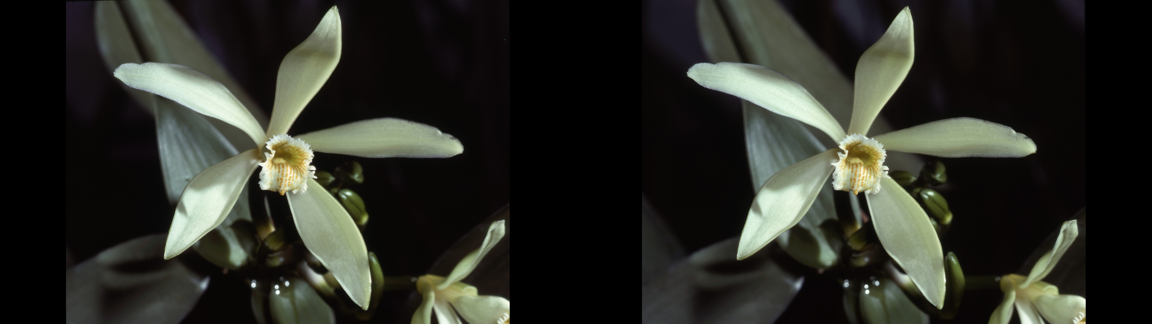 Vanilla tahitensis