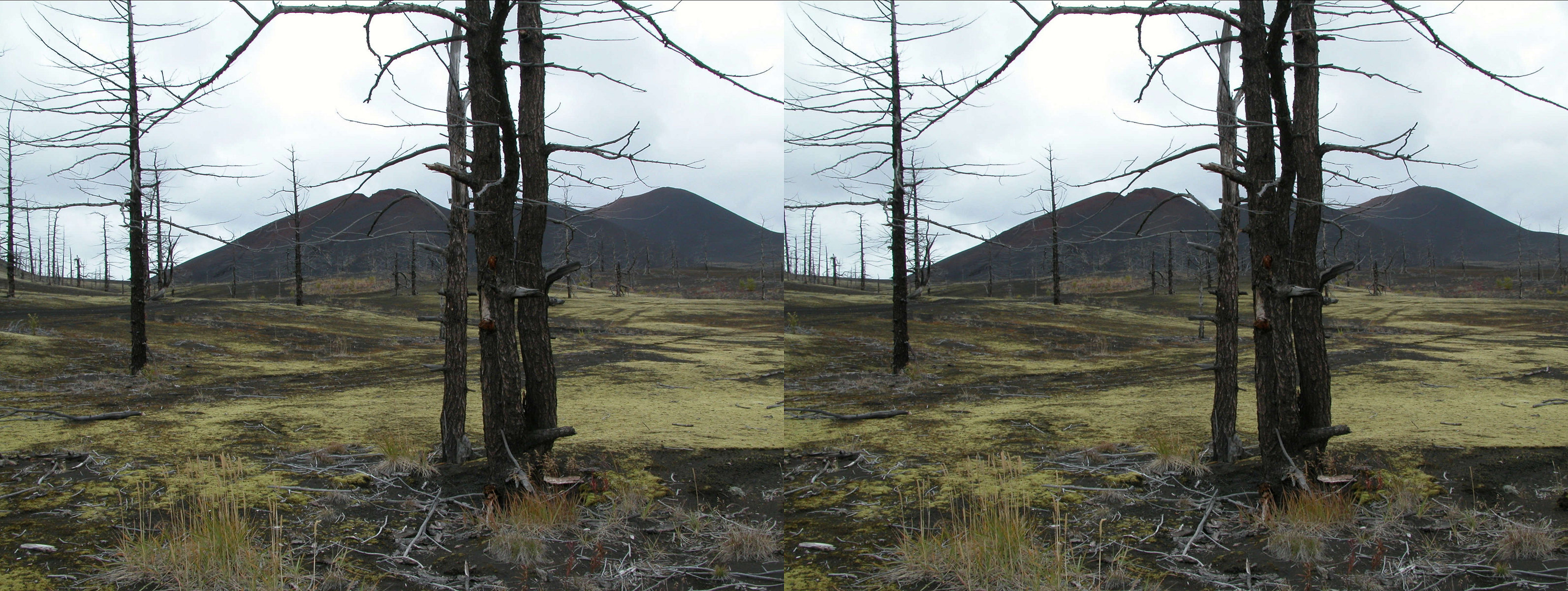 Kamtchatka, Russie - Site du Tolbachik - La forêt calcinée du Tolbachik