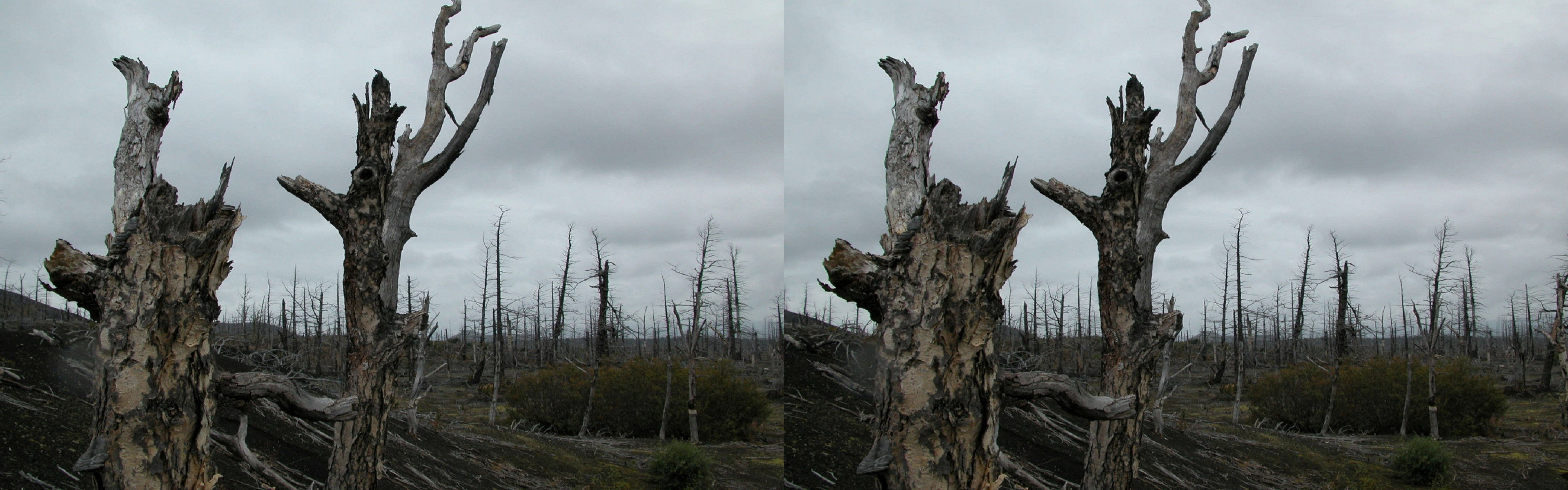 Kamtchatka, Russie - Site du Tolbachik - La forêt calcinée du Tolbachik