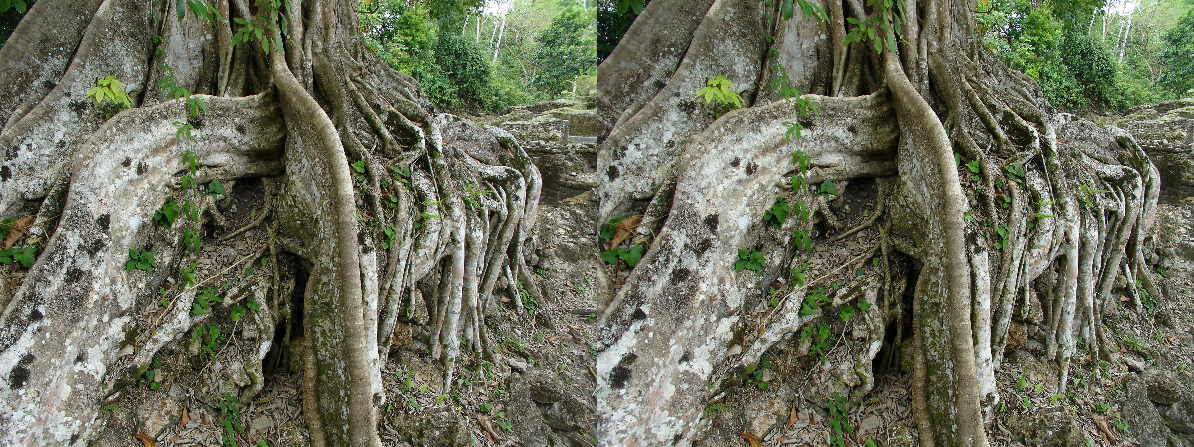 Site archéologique de Lamanai