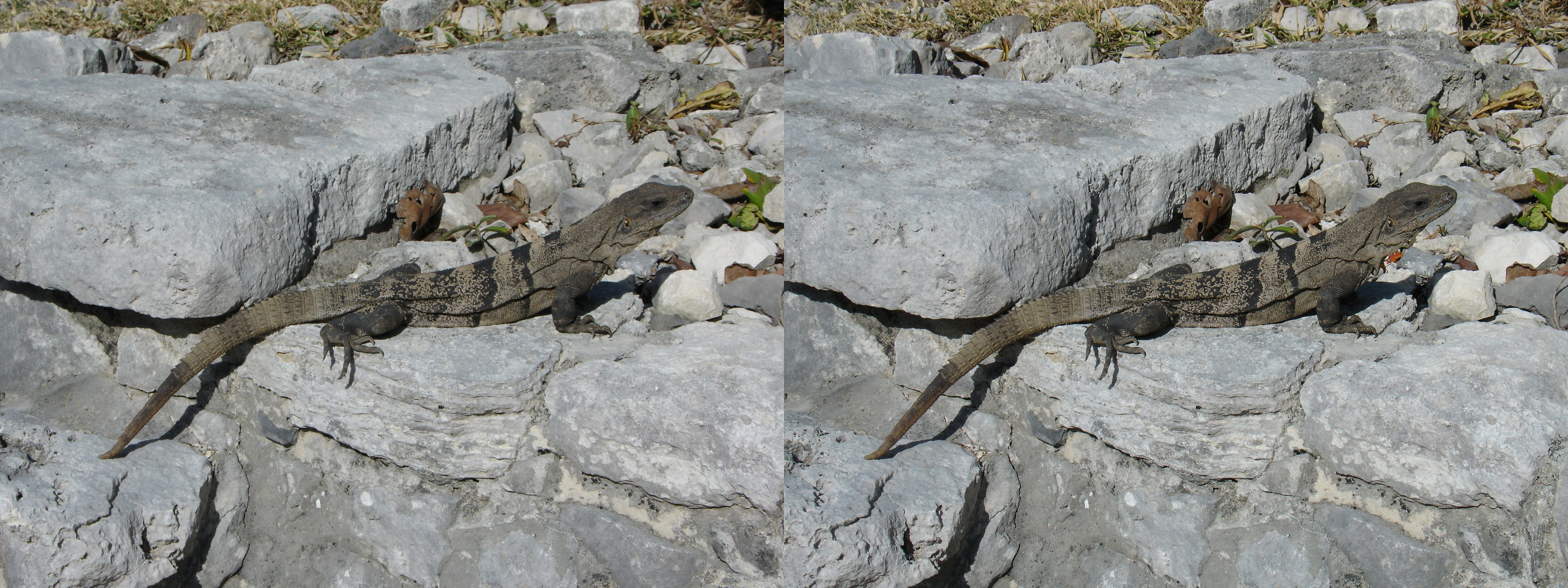 Iguane sur des rochers