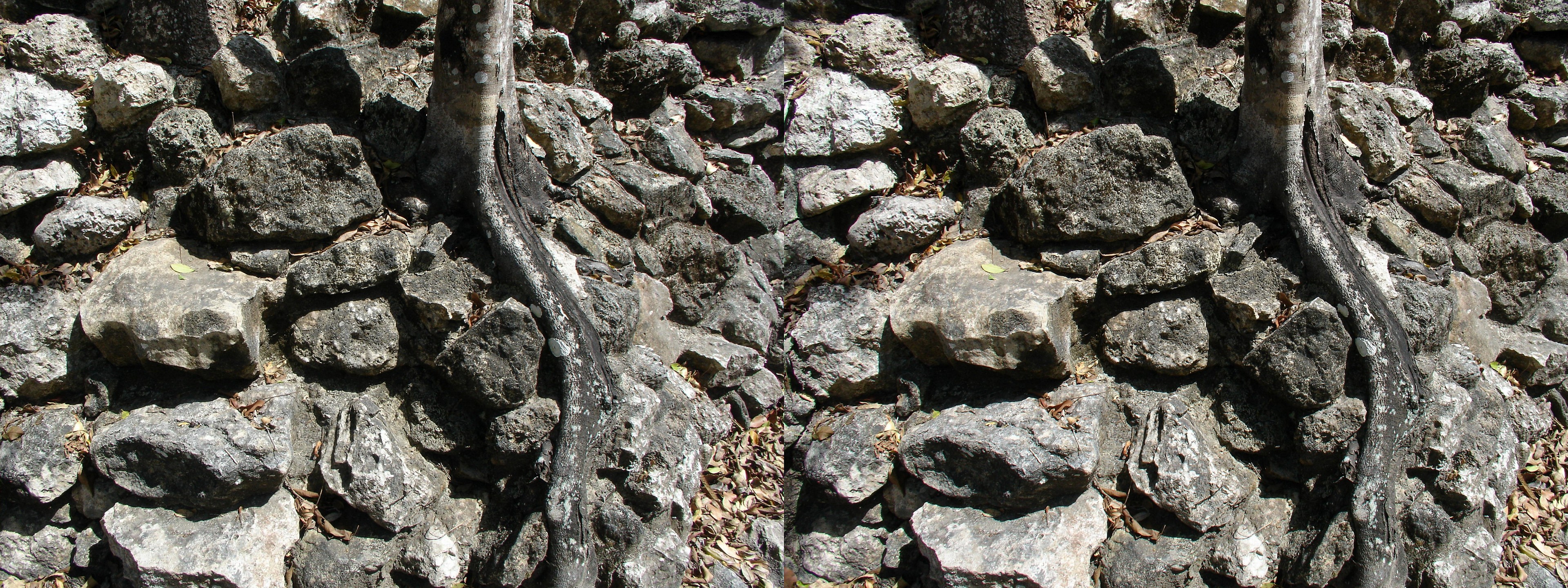Arbre poussant dans les ruines