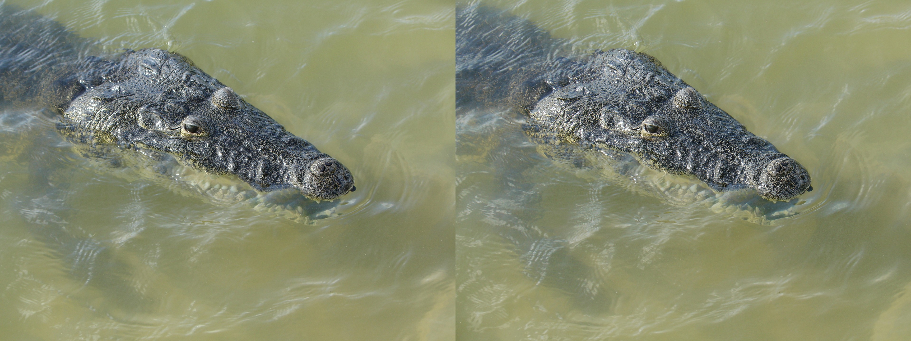 Crocodile dans l'eau.