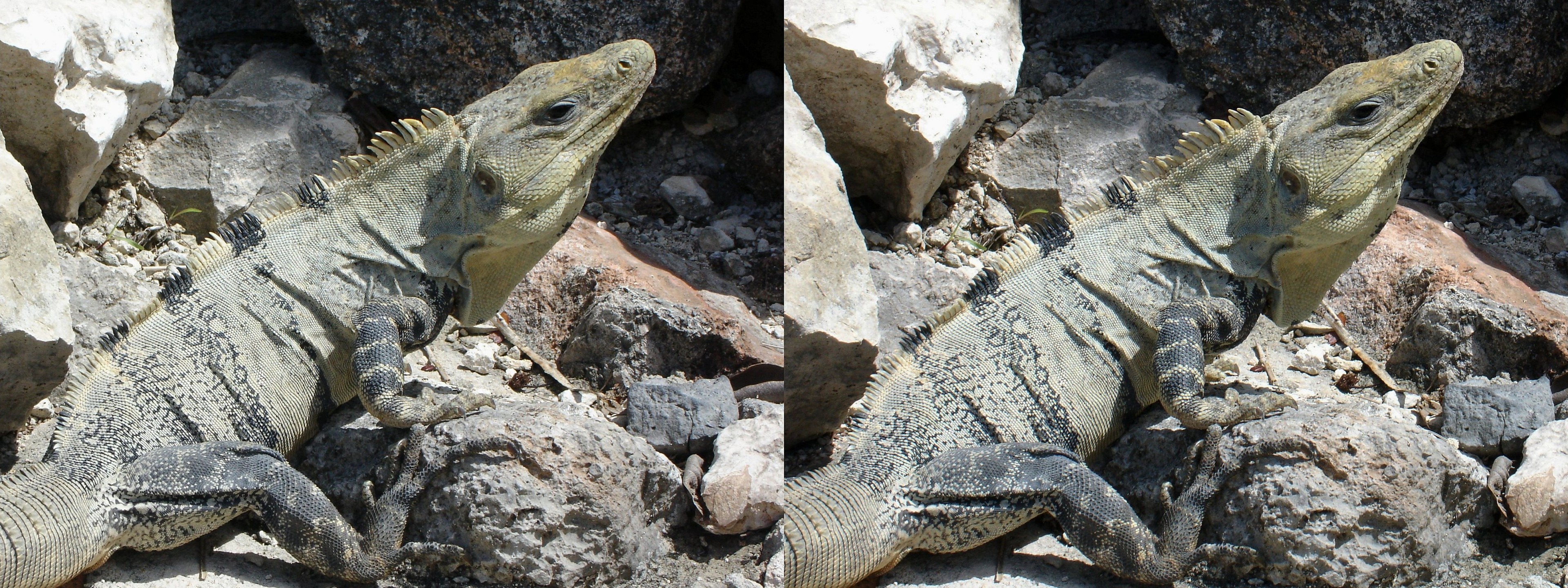 Gros iguane sur des rochers