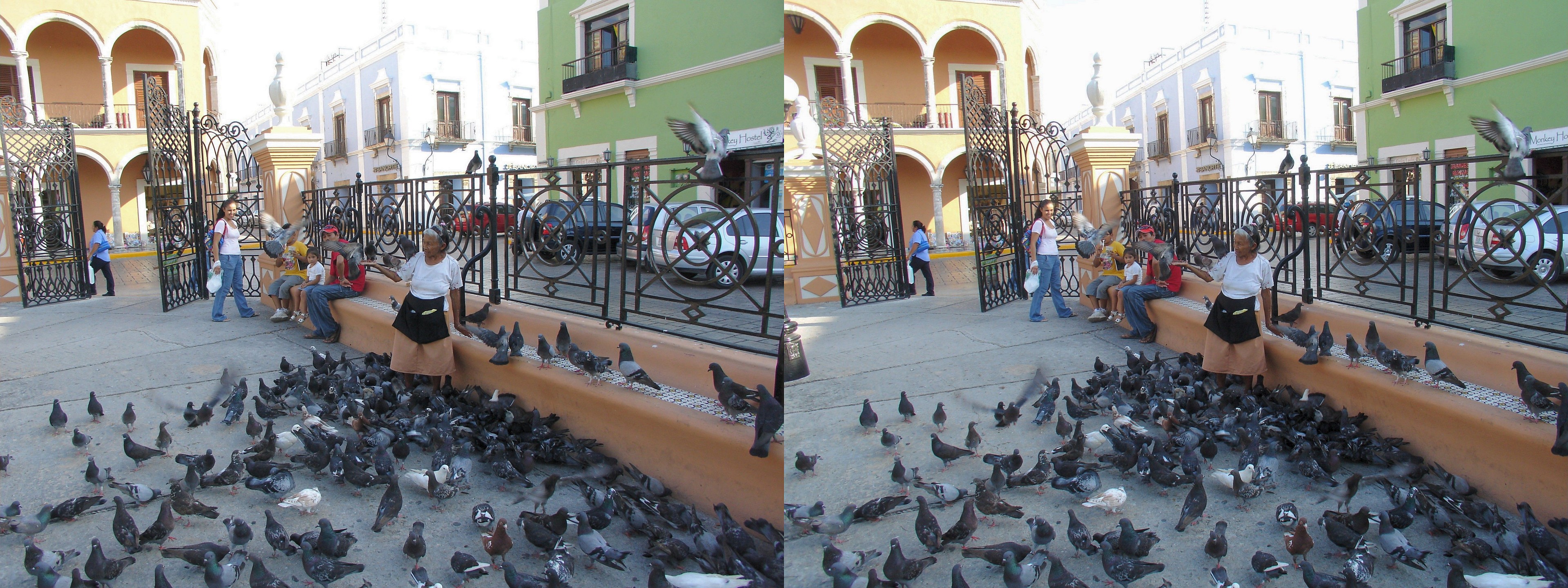 Pigeons sur le Zocalo.
