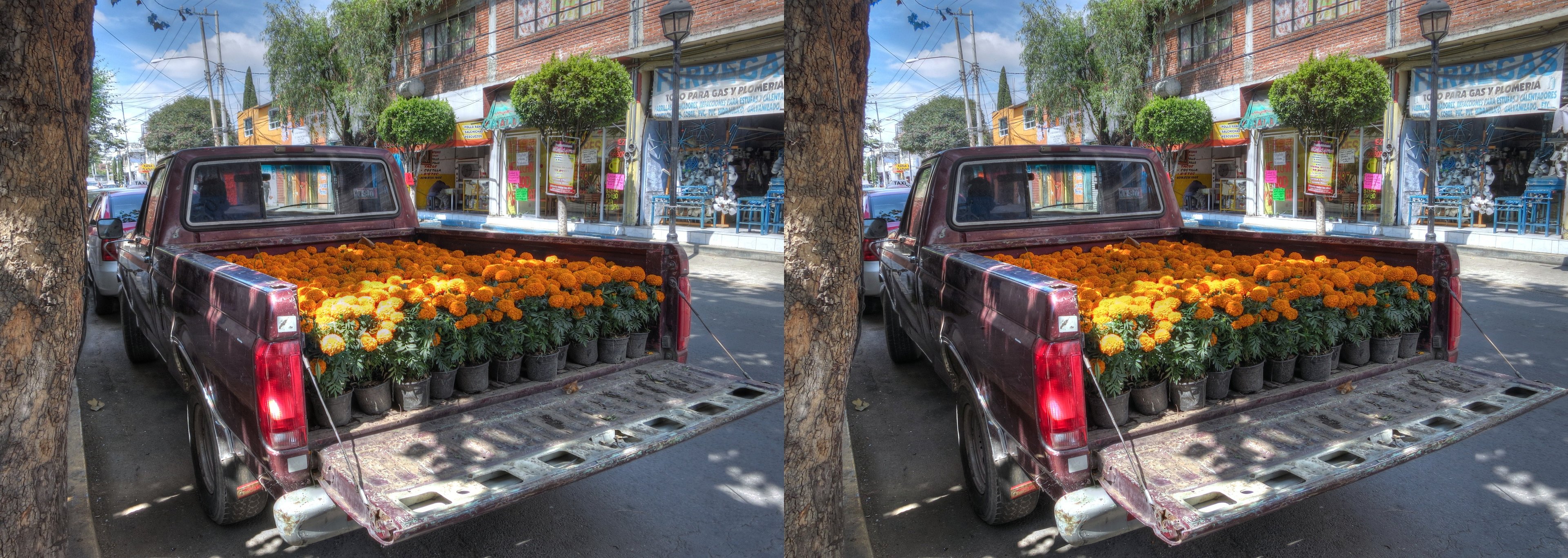 Xochimilco, pickup chargé de Cempasúchil