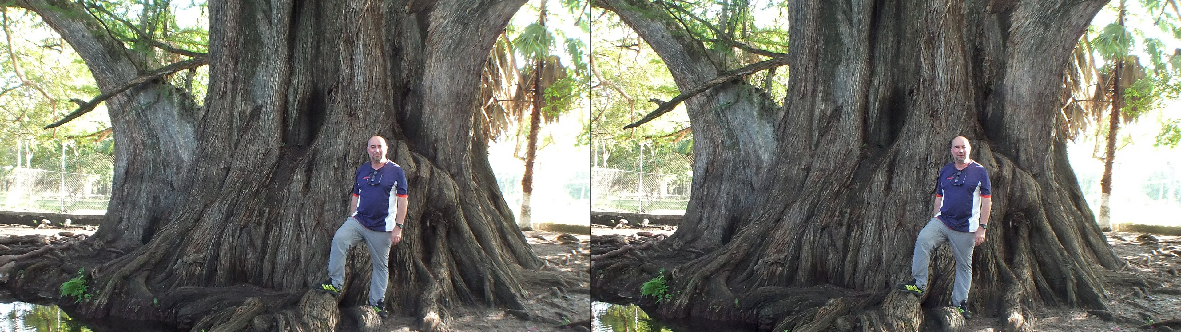 L'arbre millénaire, le deuxième plus grand du Mexique