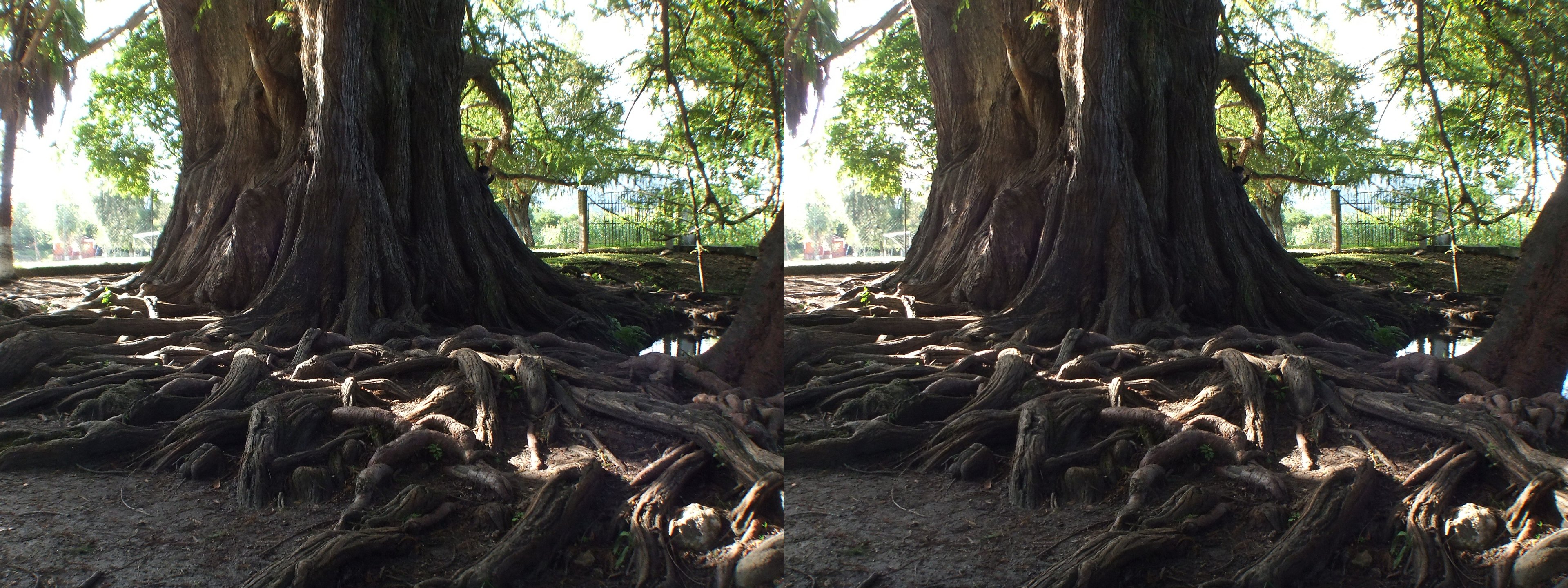 L'arbre millénaire, le deuxième plus grand du Mexique