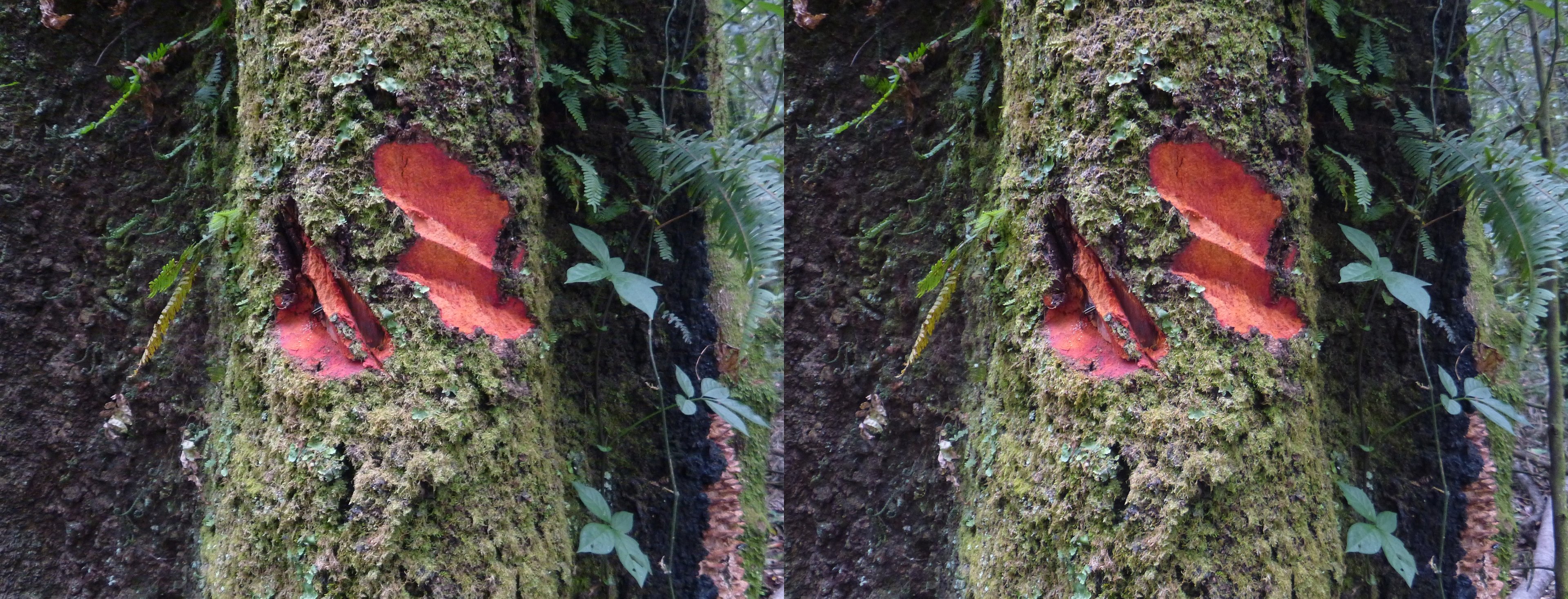 Entailles dans un arbre au bois rouge