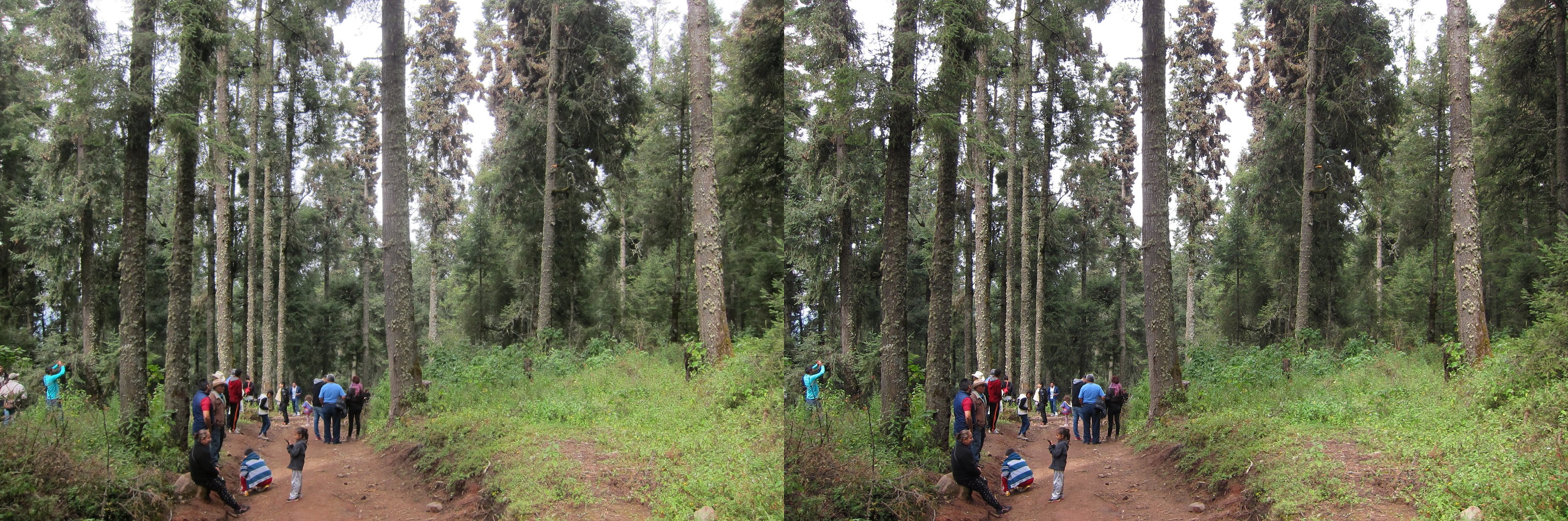 Dans le forêt du sanctuaire des papillons monarques