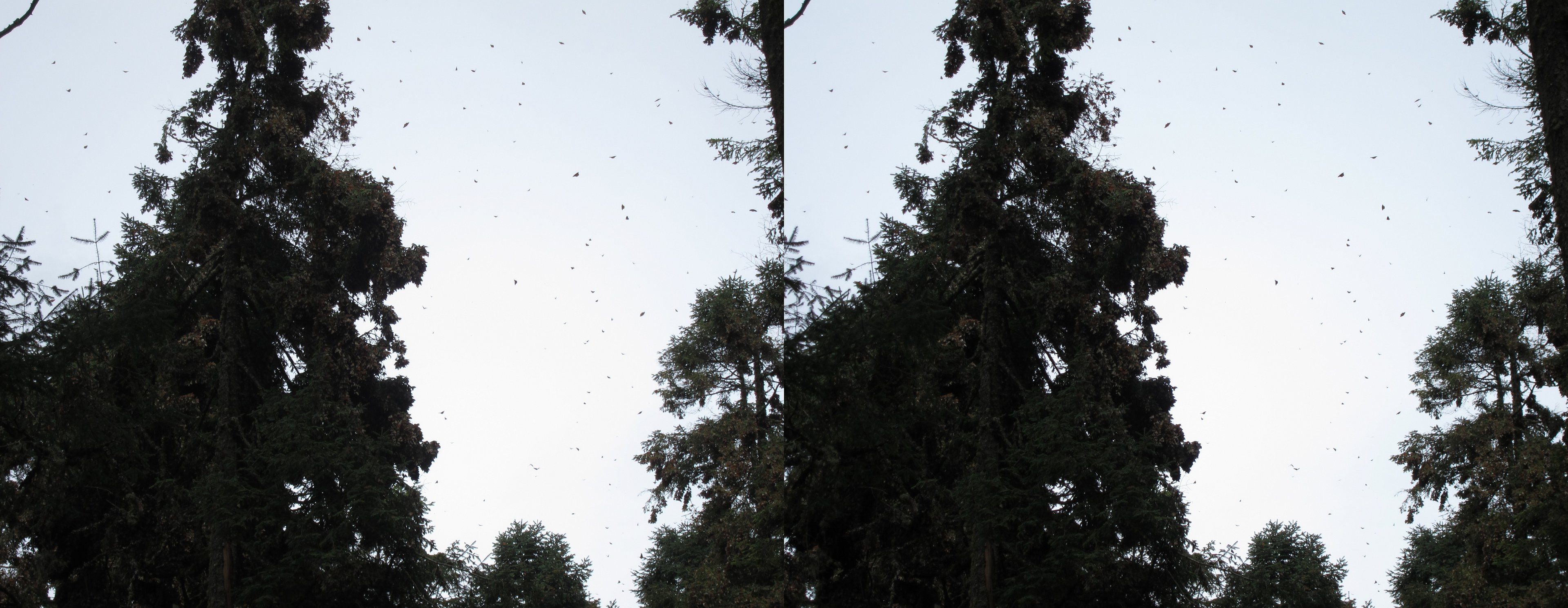 Nuées de papillons monarques