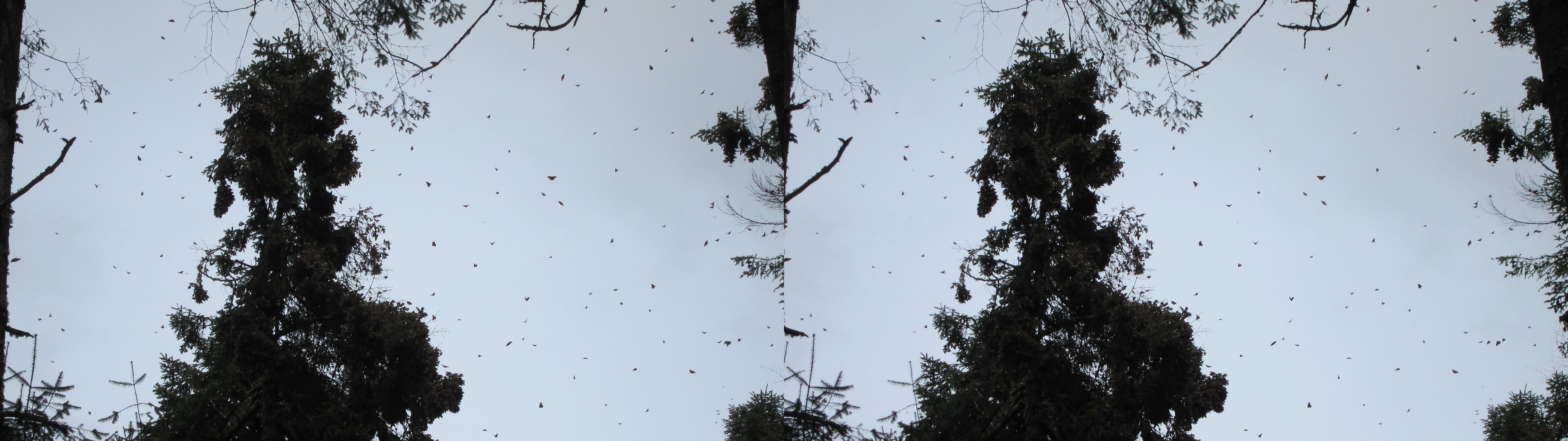 Nuées de papillons monarques